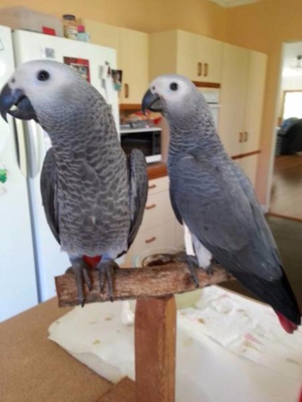 A Pair of Talking African Grey Parrots foe adoptio