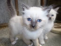 My Birman had a litter of adorable babies text or 