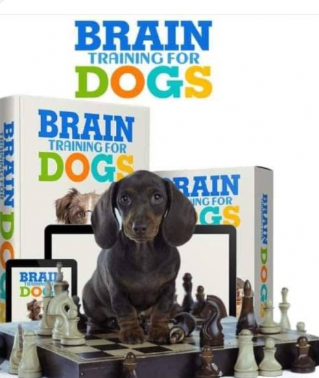 Brain Training for Dogs - Unique Dog Training Cour