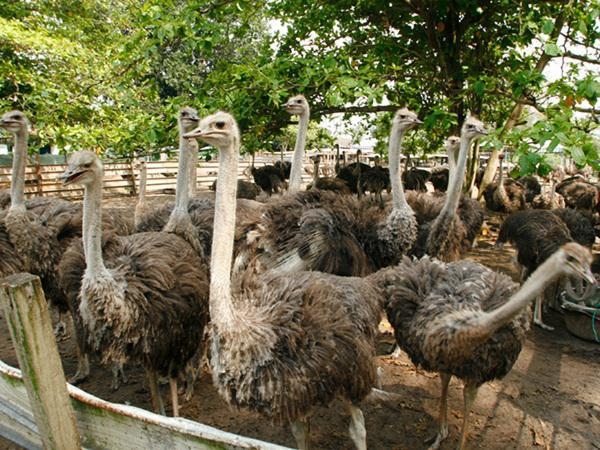 Healthy ostrich chicks, hatching eggs  and other B
