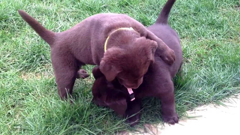 Chocolate Labrador Retriever Puppies