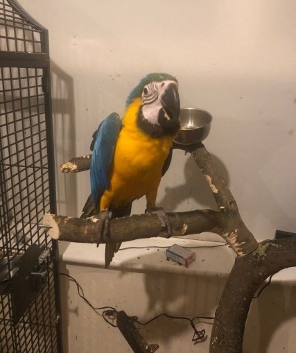 blue-and-gold-macaw-