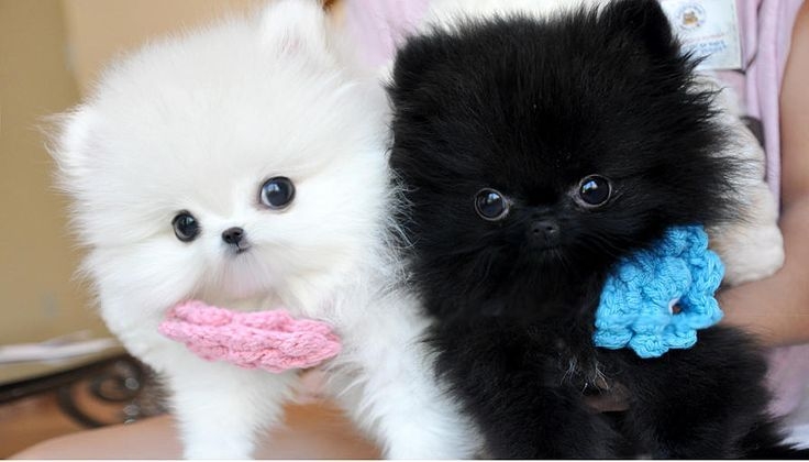 T-cup Pom Puppies! Text  (727) 900-5127
