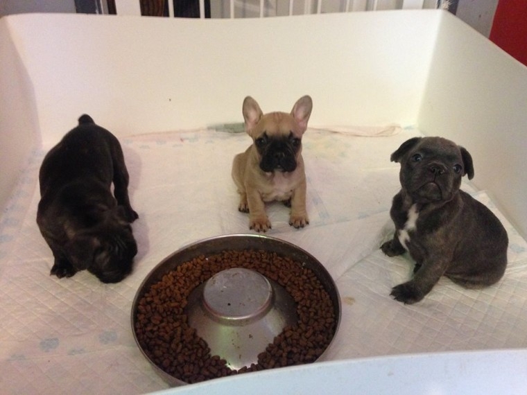 Akc registered French Bulldog puppies