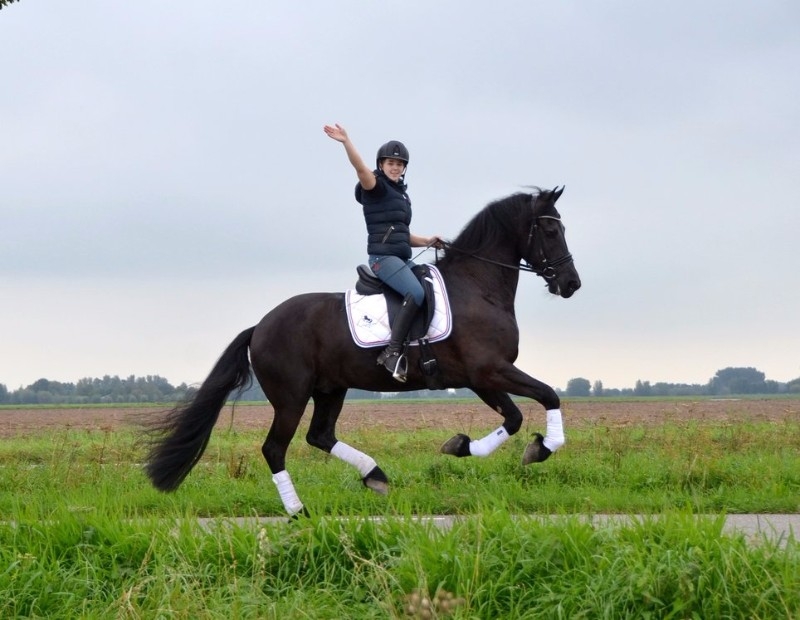 Z2 level dressage gelding - Perfect Schoolmaster!